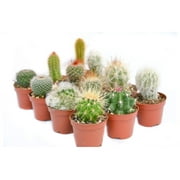 Cactus Plants Live  Small Assorted 2-Inch Cactus Plants  Fully Rooted Potted Cactus Plants  Live Cactus Plant Set (12)