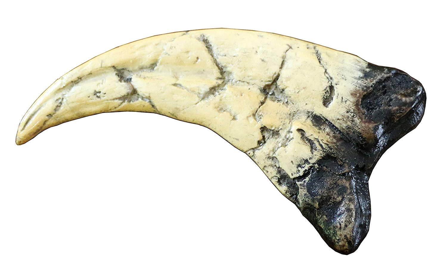 Utahraptor Dinosaur Life Size Raptor Claw Fossil Replica - Walmart.com