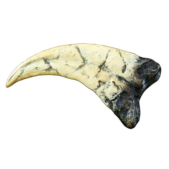 Dinosaurs Rock 5.5'' Raptor Claw Fossil Replica Figurine