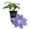 1 Plant, variant on Clematis Diana's Delight - Live Starter Plant in a 2 Inch Growers Pot - Starter Plants Ready for The Garden - Rare Clematis for Collectors