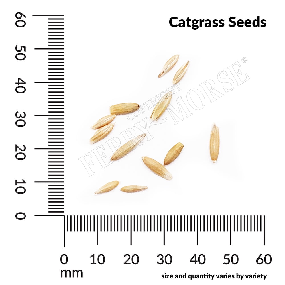 Ferry-Morse Cat Grass Annual Herb Seeds - Full Sun - 1G