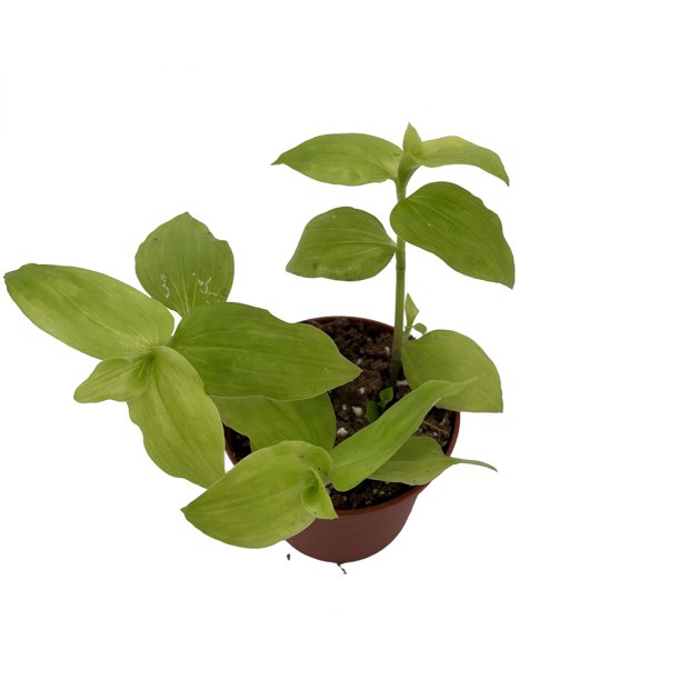 Gold Wing Tradescantia 2.5" Pot Easy to Grow House Plant