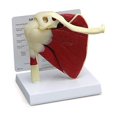 thumbnail image 1 of Muscle Shoulder Model, Human Anatomy Right Shoulder Joint Muscle Model, Doctor Office and Classroom Anatomy Model, 1 of 5