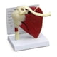 thumbnail image 1 of Muscle Shoulder Model, Human Anatomy Right Shoulder Joint Muscle Model, Doctor Office and Classroom Anatomy Model, 1 of 5