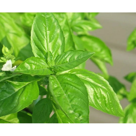 150 LIME BASIL Ocimum Basilicum HERB Flower Seeds