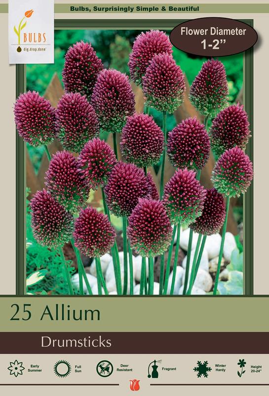 Drumsticks Allium sphaerocephalon 25 Bulbs Persian Onion 6/+ cm