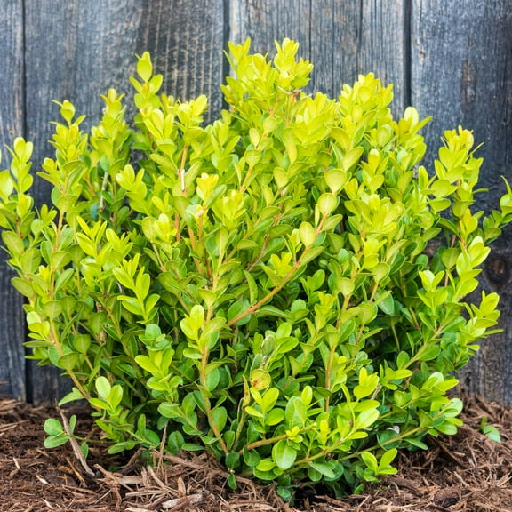 1 Gal. Pot, Winter Gem Boxwood Broadleaf Evergreen Shrub, One Plant per Offer