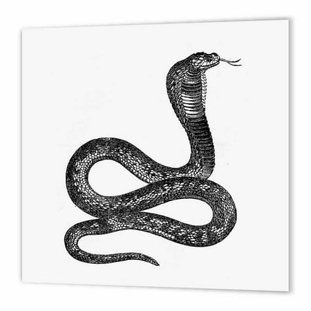 Black Stake - 3dRose Black and White Vintage Cobra Snake, Iron On Heat Transfer, 10 by 10-inch, For White Material