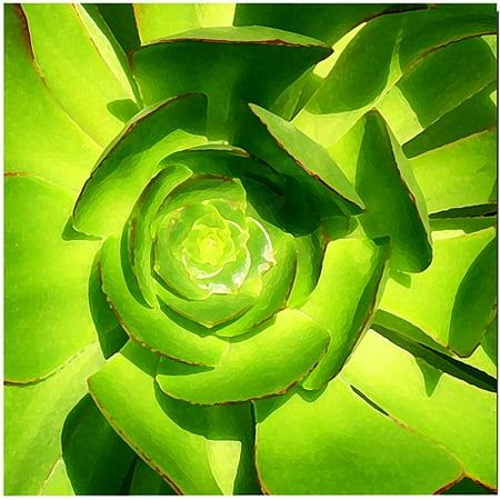 Trademark Fine Art "Succulent Square Close Up" Canvas Wall Art by Amy Vangsgard