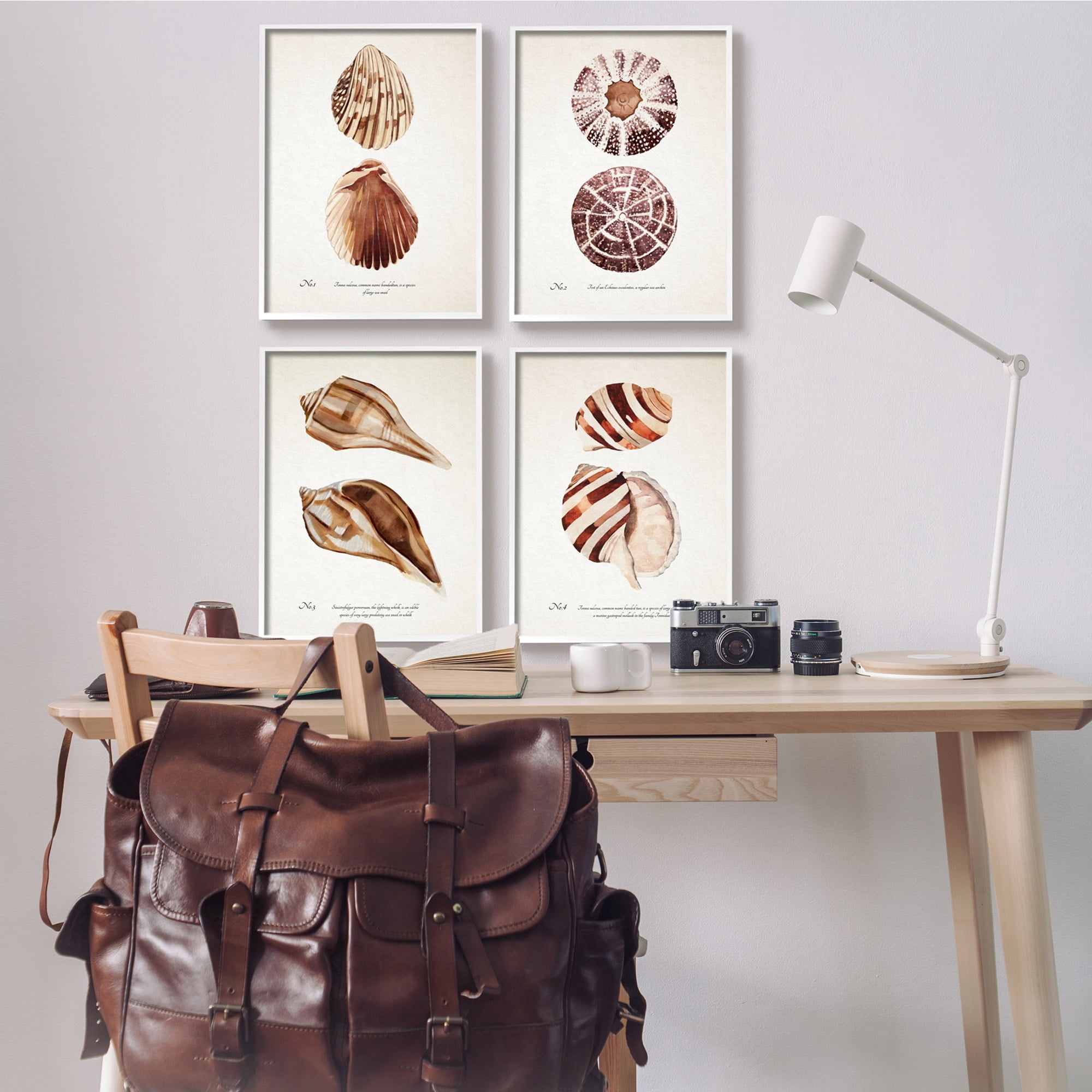 Stupell Industries Elegant Beach Seashells Exquisite Marine Life ,16 x 20, Design by Annie Warren