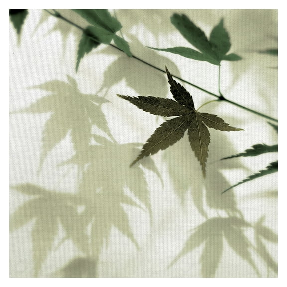 Masterpiece Art Gallery Japanese Maple Leaves #1 by Alan Blaustein Canvas Art Print 30" x 30"