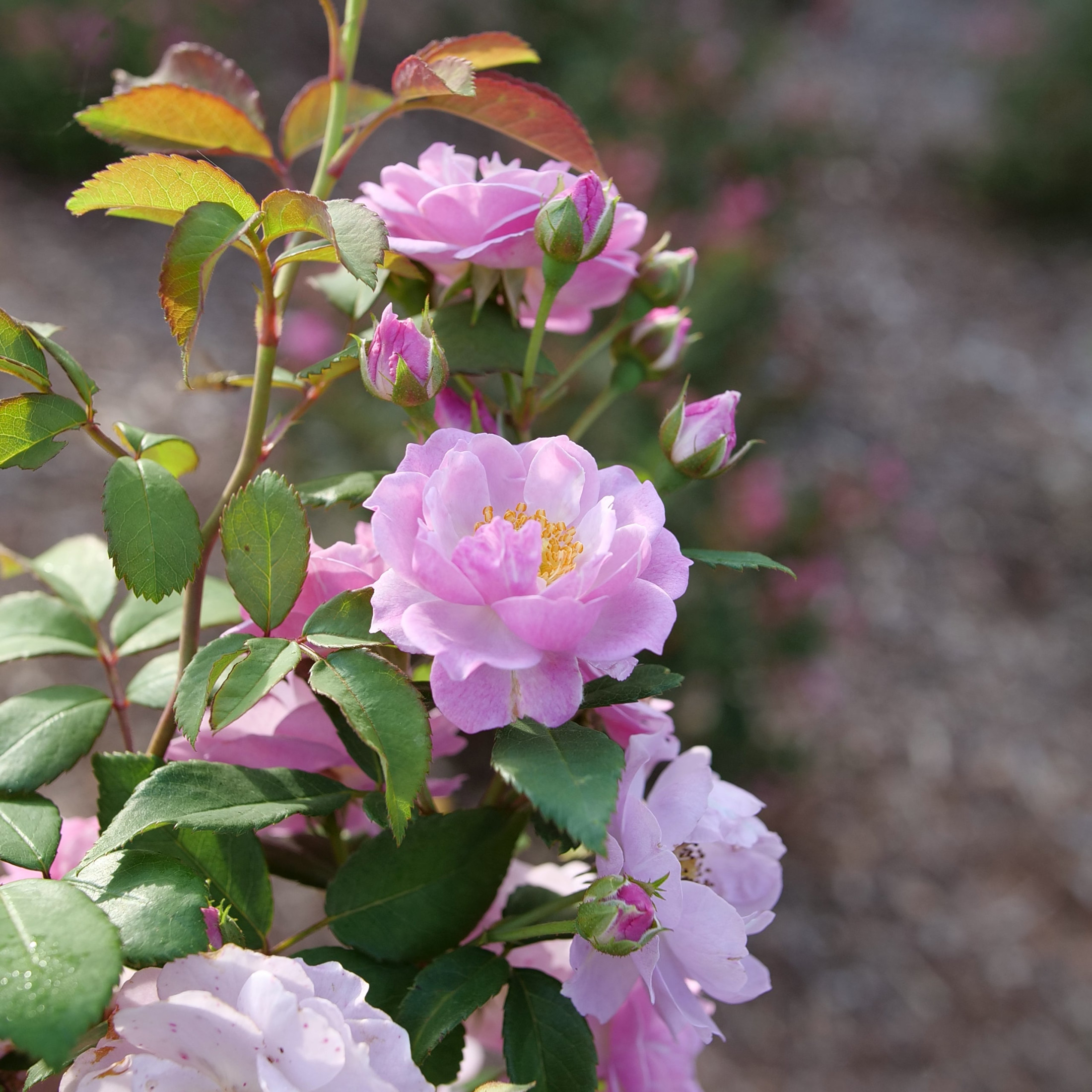 Proven Winners ColorChoice 5" Purple Rise Up Lilac Days Rose Live Plant in 4.5" Pot (4 Count)