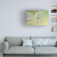 thumbnail image 2 of Trademark Fine Art 'Dewy Dandelion' Canvas Art by Cora Niele, 2 of 4