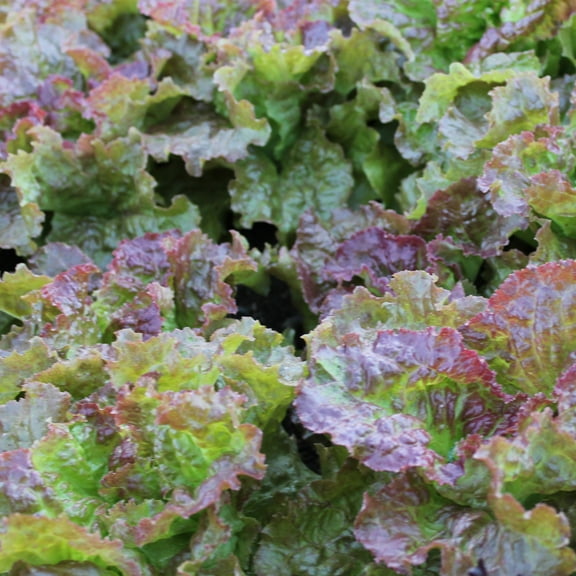 Organic Prizehead Leaf Lettuce Seeds - 1 g Packet ~893 Seeds - Non-GMO, Certified Organic, Heirloom - Vegetable Garden - Lactuca sativa