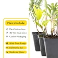 thumbnail image 7 of 1 Mediterranean Chef's Herb Plant Trio: Live Aromatic Culinary Herbs in 3.5" Cubes | Garden-Ready Bay Laurel, Rosemary & Sage Plants with Fresh Savory Flavor for Cooking, Containers & Home Gardens, 7 of 7
