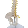 thumbnail image 2 of Spine Model Vertebral Column Anatomical for Kids Learning Display Classroom standing, 2 of 9