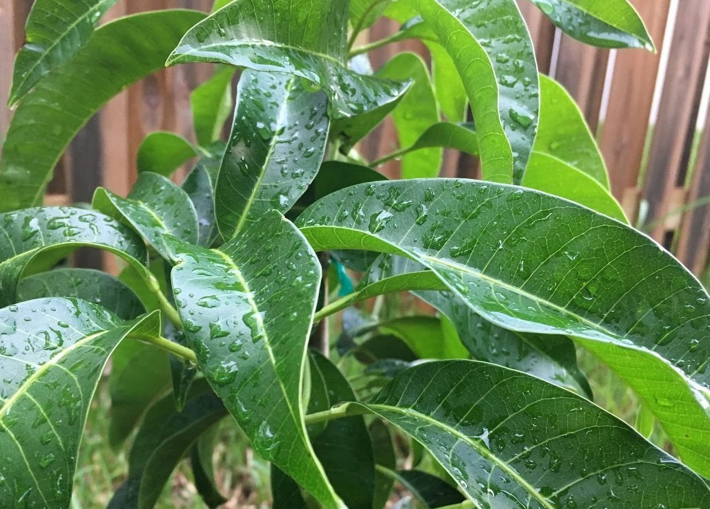 Fresh Mango Leaves Organic All Natural, No Pesticide, No Chemicals from South Florida (25 leaves)