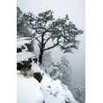 thumbnail image 2 of Freitag, Mark 11x14 Black Ornate Wood Framed with Double Matting Museum Art Print Titled - Tree, fog, canyon, 2 of 4