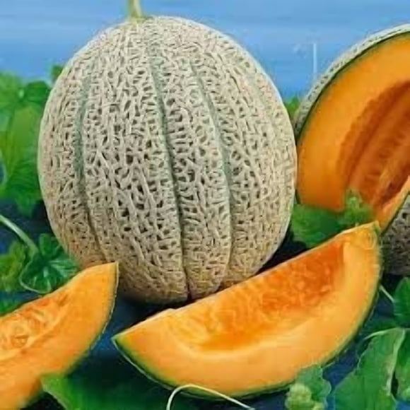 GSDWIUEW 15+ Graines de Cantaloup Jumbo Hale s Best - Melon Musqué - Héritage