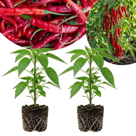 Set 2 Pepper Plants Live for Planting, Pepper Plant, 4 - 6 Inc Tall, Live Vegetable Plants for Indoor Outdoor Growing (Long Thin Hot Red Peppers)