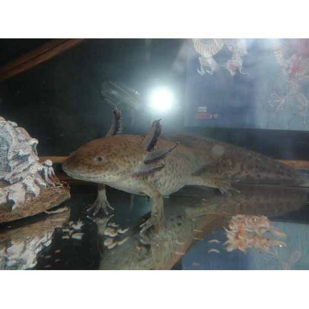 Canvas Print Axolotl Salamanders Exotic Pets Salamander Stretched Canvas 10 X 14 Walmart Com Walmart Com Canvas Print Axolotl Salamanders Exotic Pets Salamander Stretched Canvas 10 X 14 Walmart Com Walmart Com