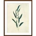 thumbnail image 2 of Art.com Botanical Study V Art Print by Julia Purinton, Brown Frame Wall Art, 23" x 29", 2 of 5
