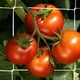 thumbnail image 5 of Red de enrejado para plantas de jardín de alta resistencia para escalar, 5 x 15 pies, paquete de 2, 5 of 5