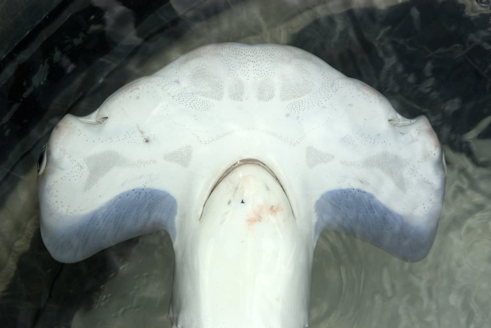 Ampullae Of Lorenzini In Sharks