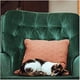 thumbnail image 5 of Paquete de 2 cepillos quitapelusas de doble cara para ropa, pelo de mascotas, pelusas, polvo, muebles y más, 5 of 5