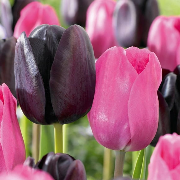 TASC Tulip Flower Bulbs-Tulip Single Late and Triumph-Queen of Night and Don Quichotte (20 Bulbs)