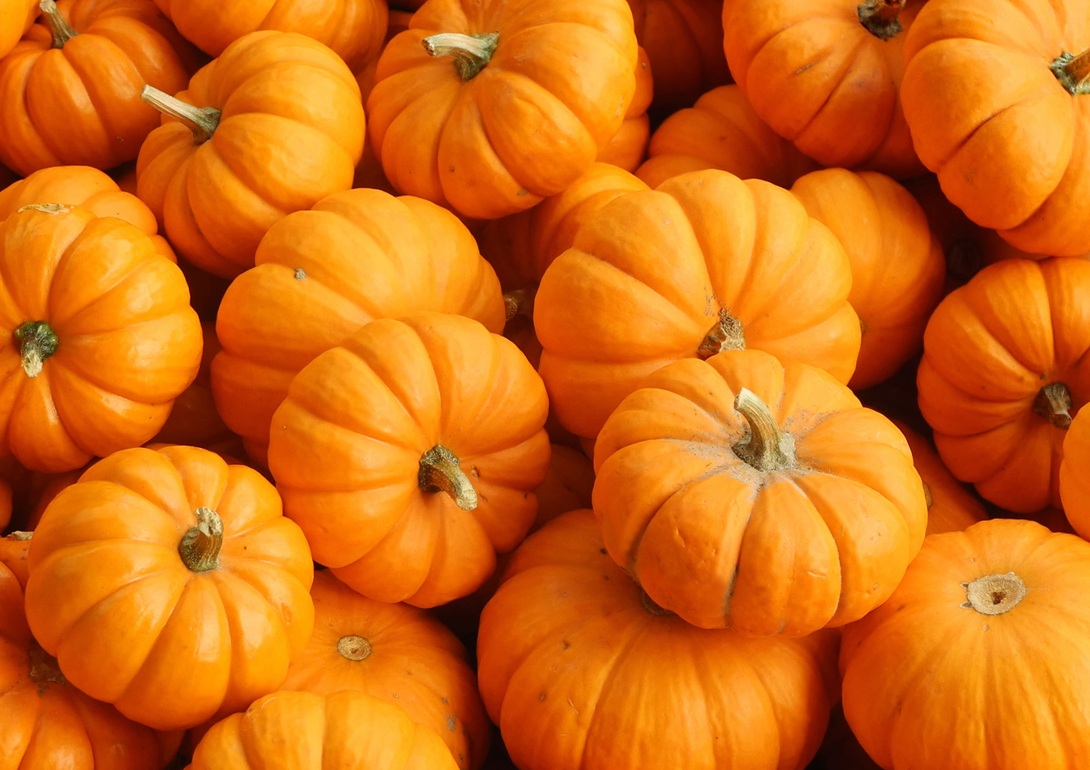 Organic Pumpkin Fruit Powder, 14 Pounds — Non-GMO, Vegan, Raw — by Food to Live