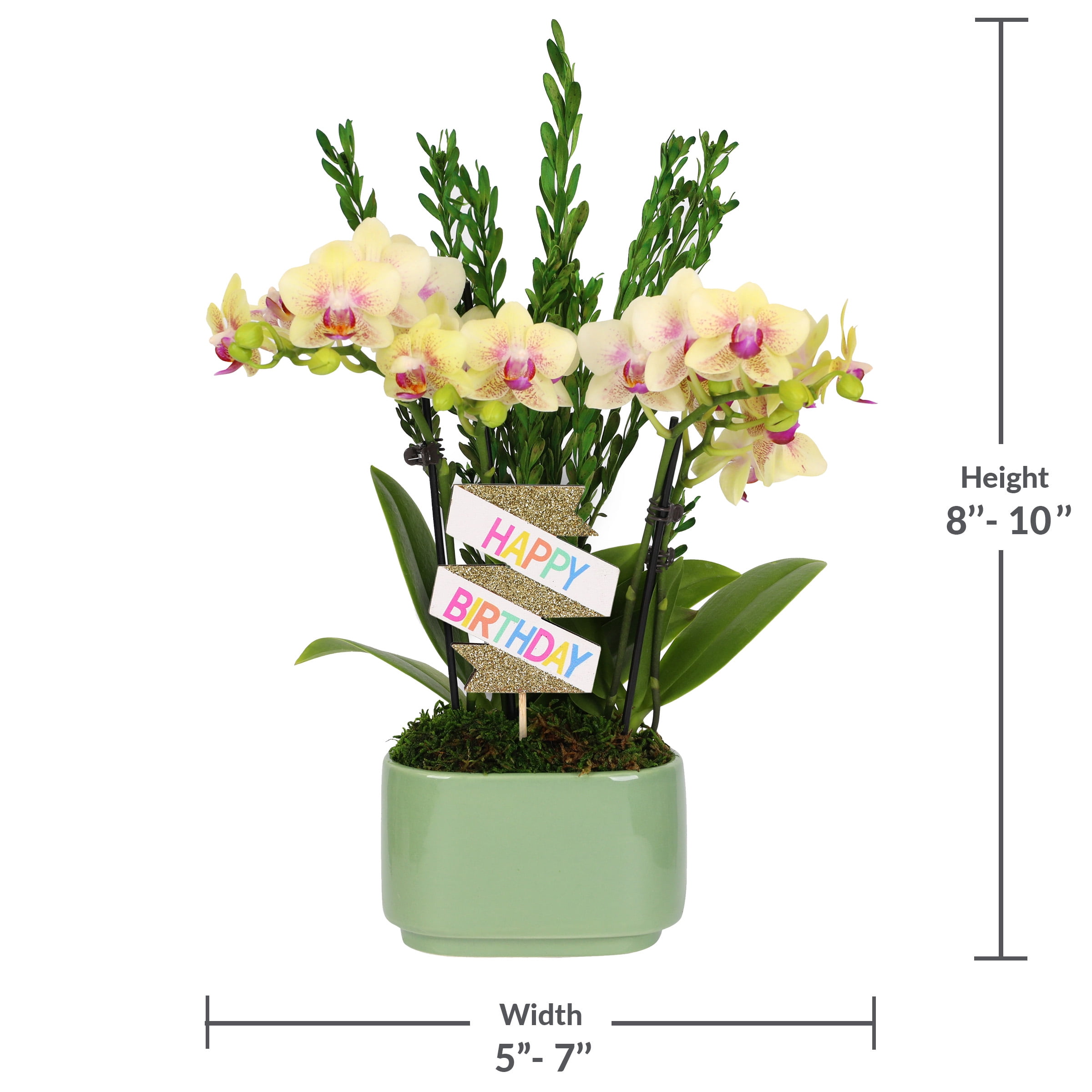 Green Circle Growers 4" Yellow Orchid Duo in Sage Green Jan Pot – Happy Birthday Gift