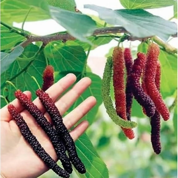 Pakistan Mulberry Tree Live Plant 6-8" Tall for Planting, Long Mulberry Tree, Morus Macroura, Everbearing Mulberry, Tropical Sweet Fruit Tree