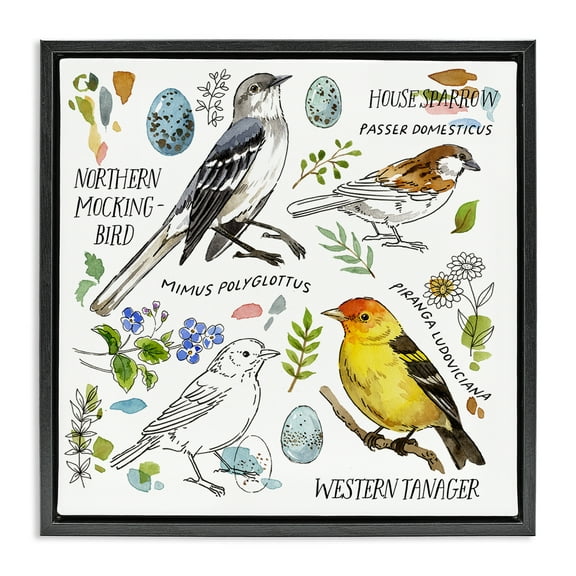 Stupell Industries Local Bird Diagram Animals Painting Black Floater Framed Canvas Art Print Wall Art, 18 x 18