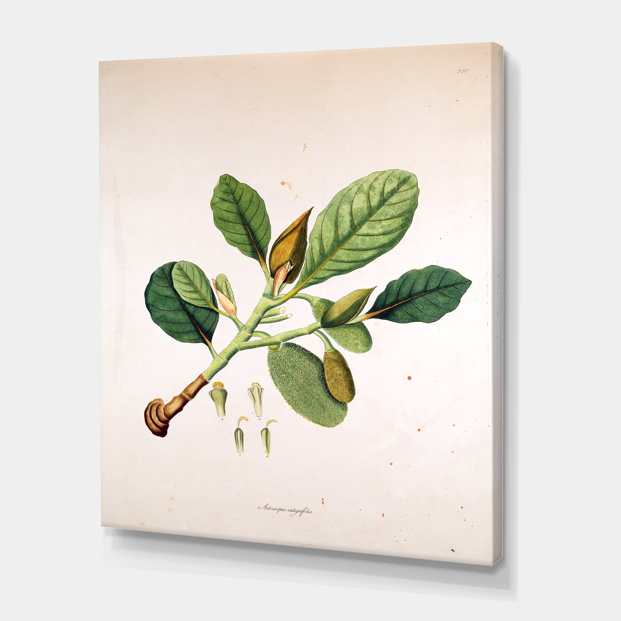 Designart ' Ancient London Plants I ' Farmhouse Canvas Wall Art Print