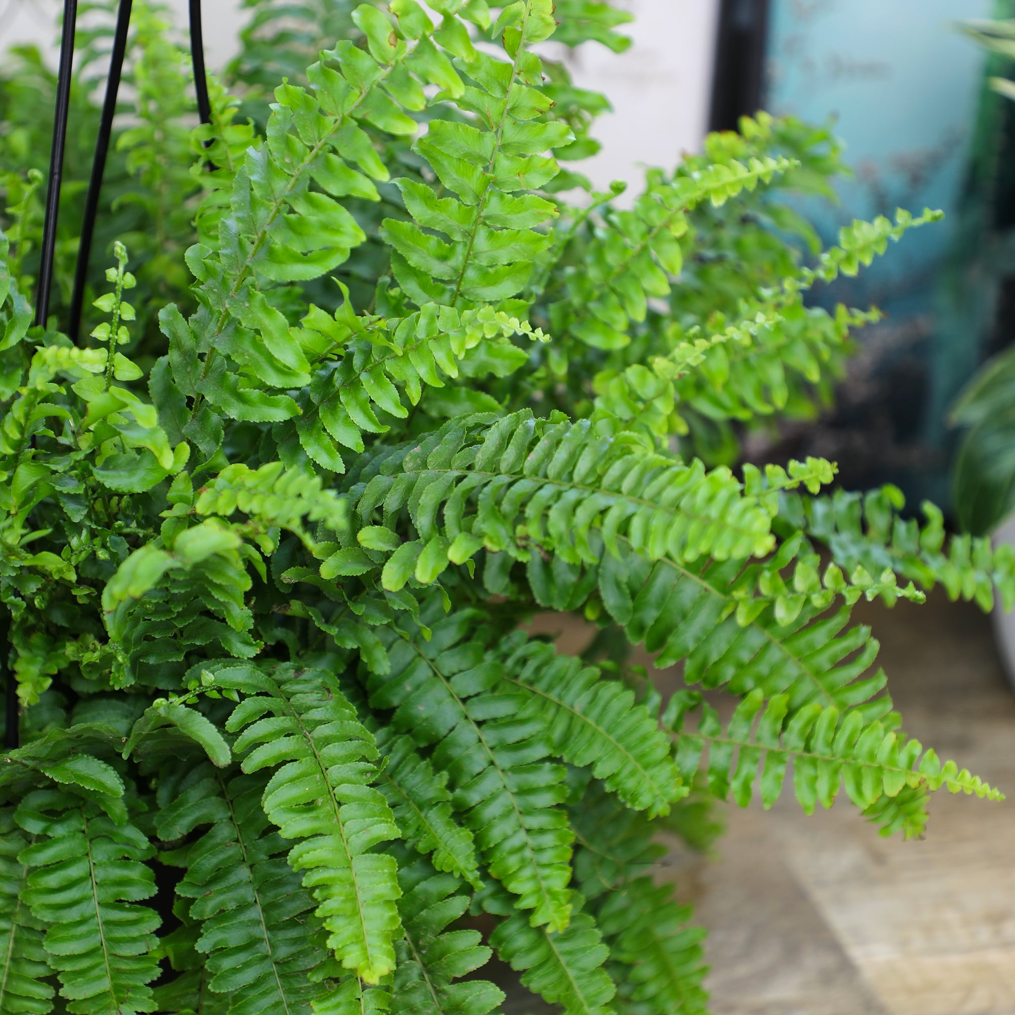 Element by Altman Plants 6in Boston Fern
