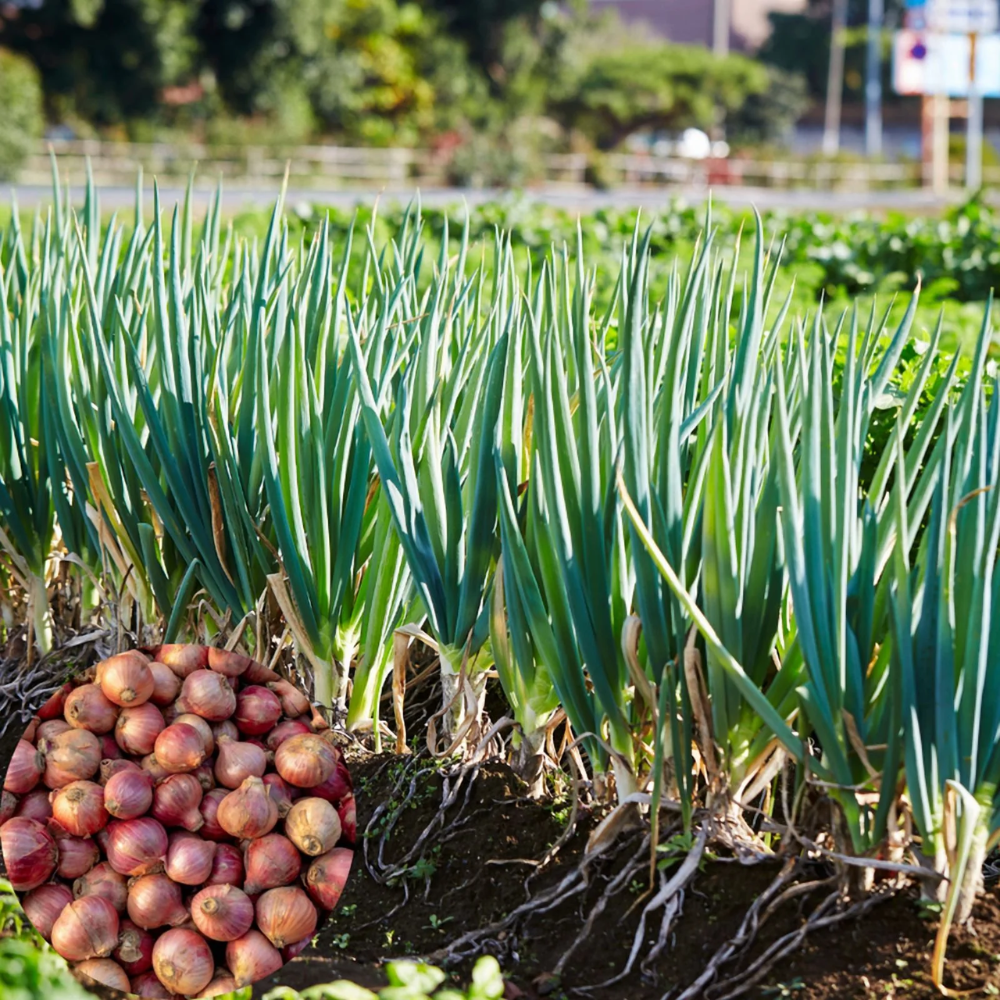 150 Walking Onion Plants Seeds for Planting, Walking Onion Seeds, Fast-Growing and High Yielding, Large  Walking Onion