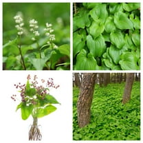 15 Seeds BEADRUBY Maianthemum Dilatatum aka False Lily of the Valley, Solomon's Seal, Snakeberry, May Lily, Native White Flower Red Berry Moist Shade Seeds
