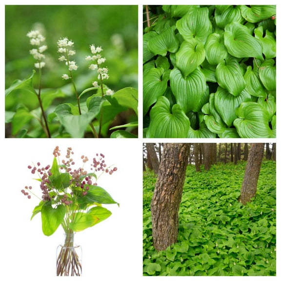 15 Seeds BEADRUBY Maianthemum Dilatatum aka False Lily of the Valley, Solomon's Seal, Snakeberry, May Lily, Native White Flower Red Berry Moist Shade Seeds