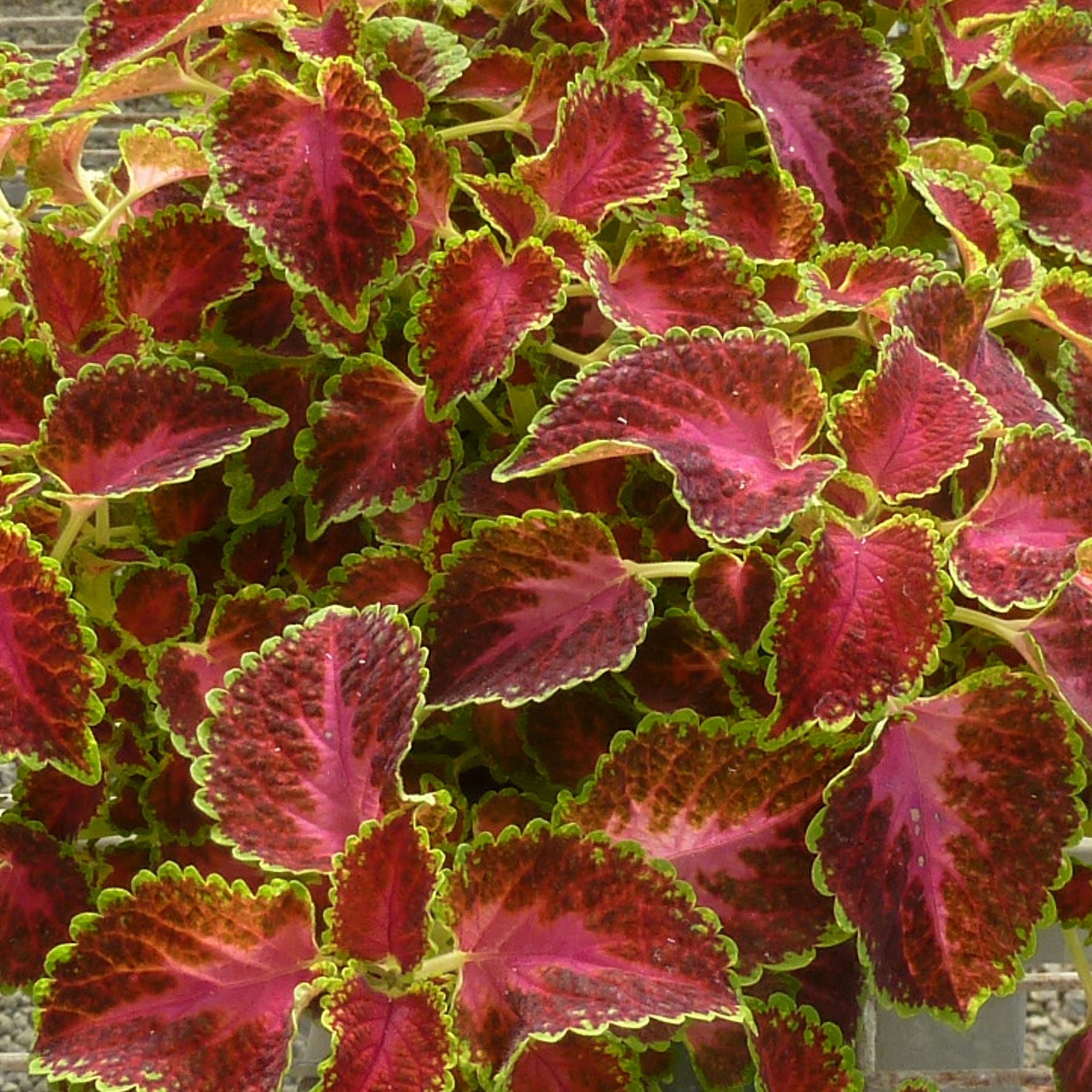 Multicolor Sunpatiens 2 Gallon Hanging Basket Live Plants for Shade