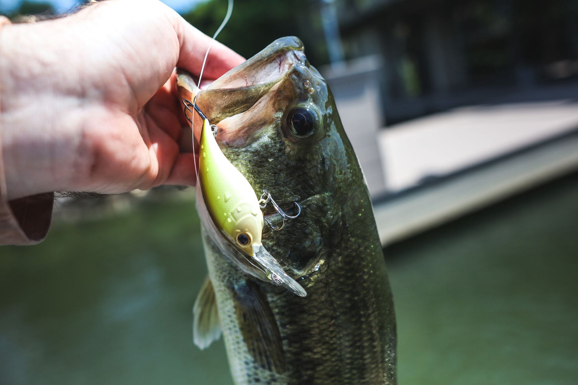 Berkley Money Badger, 2.6 in, Crankbaits, Root Beer Craw (1 Count)
