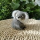 thumbnail image 3 of pequeño Koala oso modelo muñeca Decoración Accesorios fotográficos enseñanza suave Adorable juguete de peluche para y niñas Cola mini oso koala, 3 of 8