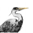 thumbnail image 2 of Atelier B Art Studio 12x12 White Modern Wood Framed Museum Art Print Titled - GREAT HERON, 2 of 4
