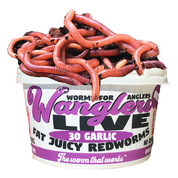 Wanglers 3 Garlic Flavored Redworm Live Fish Bait 30 Count Walmart Com Walmart Com