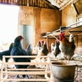 thumbnail image 6 of IFANLANDOR 1Pc Light Brown Chicken Play Frame For Pet Chicken Chewing Toy Home Use, 6 of 7