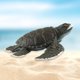 thumbnail image 5 of Adorno de juguete de animales marinos, modelos de acción de criaturas marinas para niños y niñas (tortugas marinas) Ndcxsfigh libre de BPA, 5 of 9
