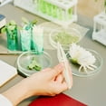 thumbnail image 4 of FRCOLOR 600 pcs  Leaves Dried Rubber Tree Natural Leaf Specimen DIY Craft Supplies for Scrapbook Wedding Invitations ( White ), 4 of 8