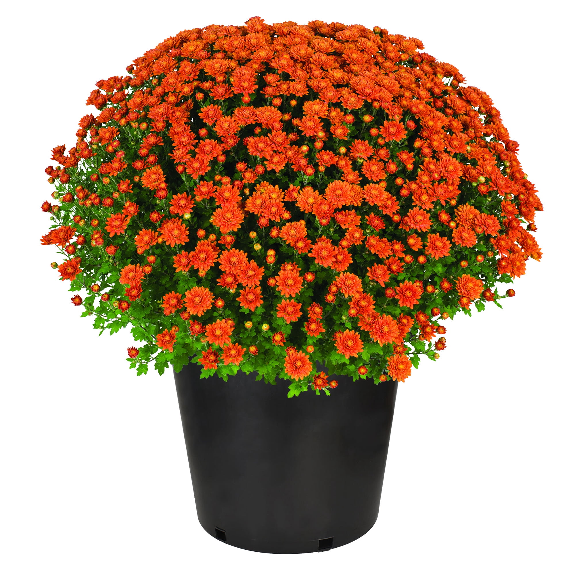 Expert Gardener Orange Mum Chrysanthemum Live Plant, 3 qt Grower Pot