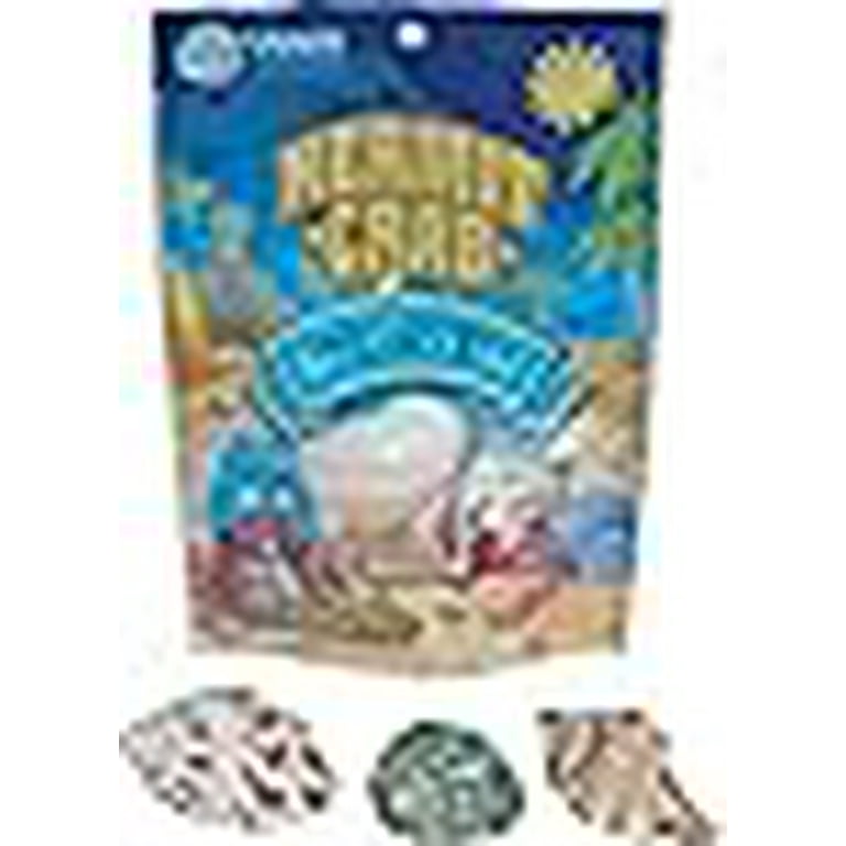 Florida Marine Research SFM33332 Hermit Crab Shell, Medium, 3