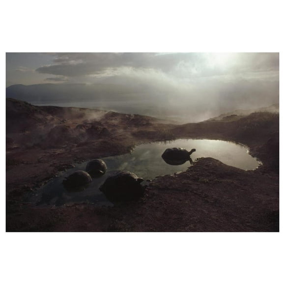 Galapagos Giant Tortoise wallowing in pool at sunrise, Alcedo Volcano, Galapagos-Paper Art-50"x34"
